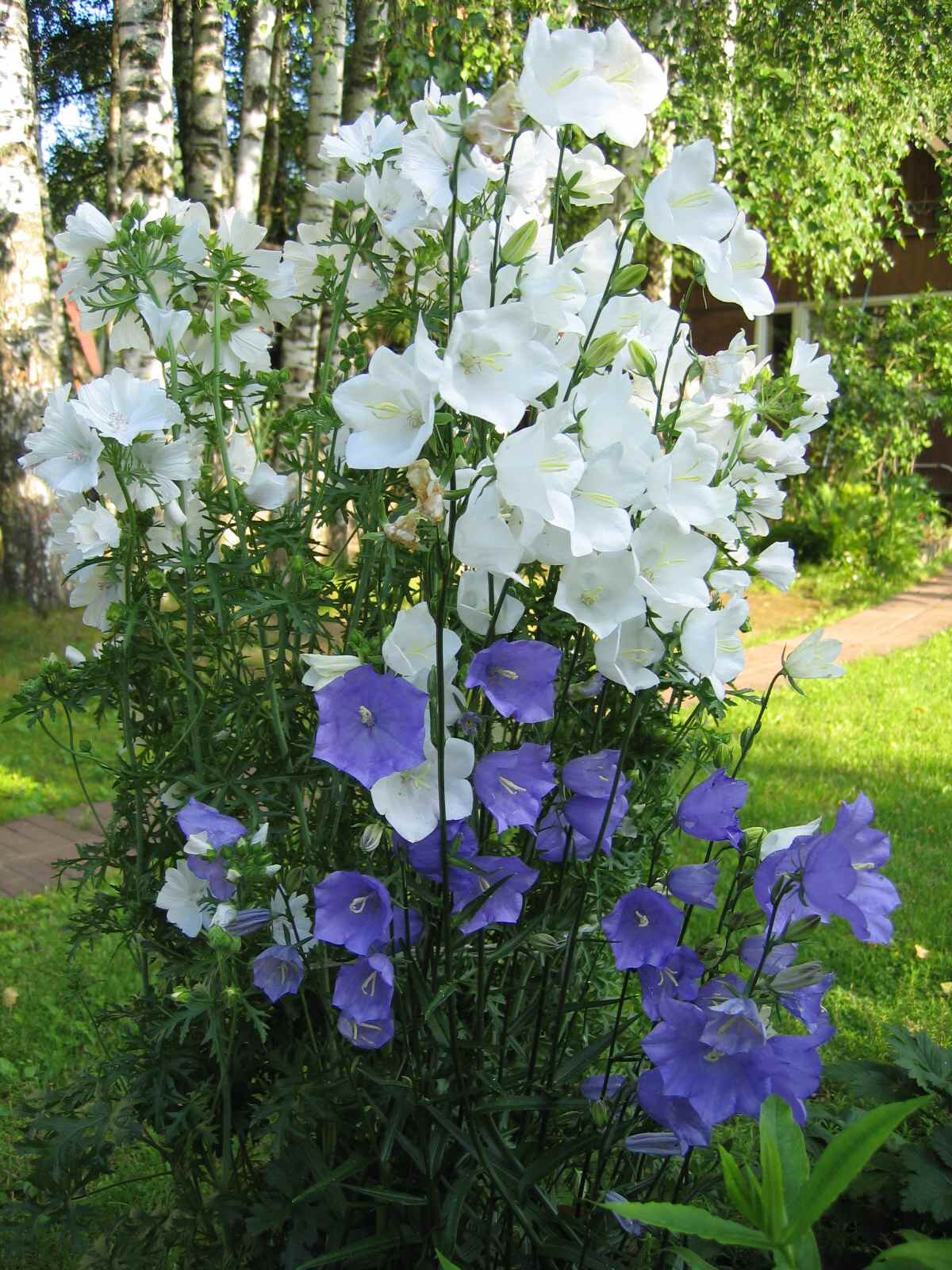 Колокольчик персиколистный (Campanula persicifolia)