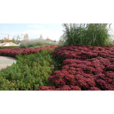 Очиток гибридный Munstead Dark Red