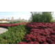 Очиток гибридный Munstead Dark Red