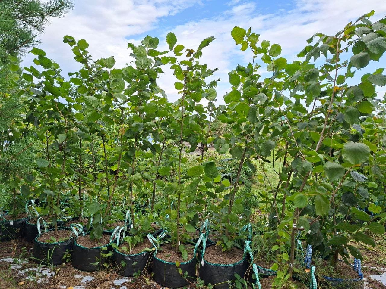 Плодовые, ягодные культуры