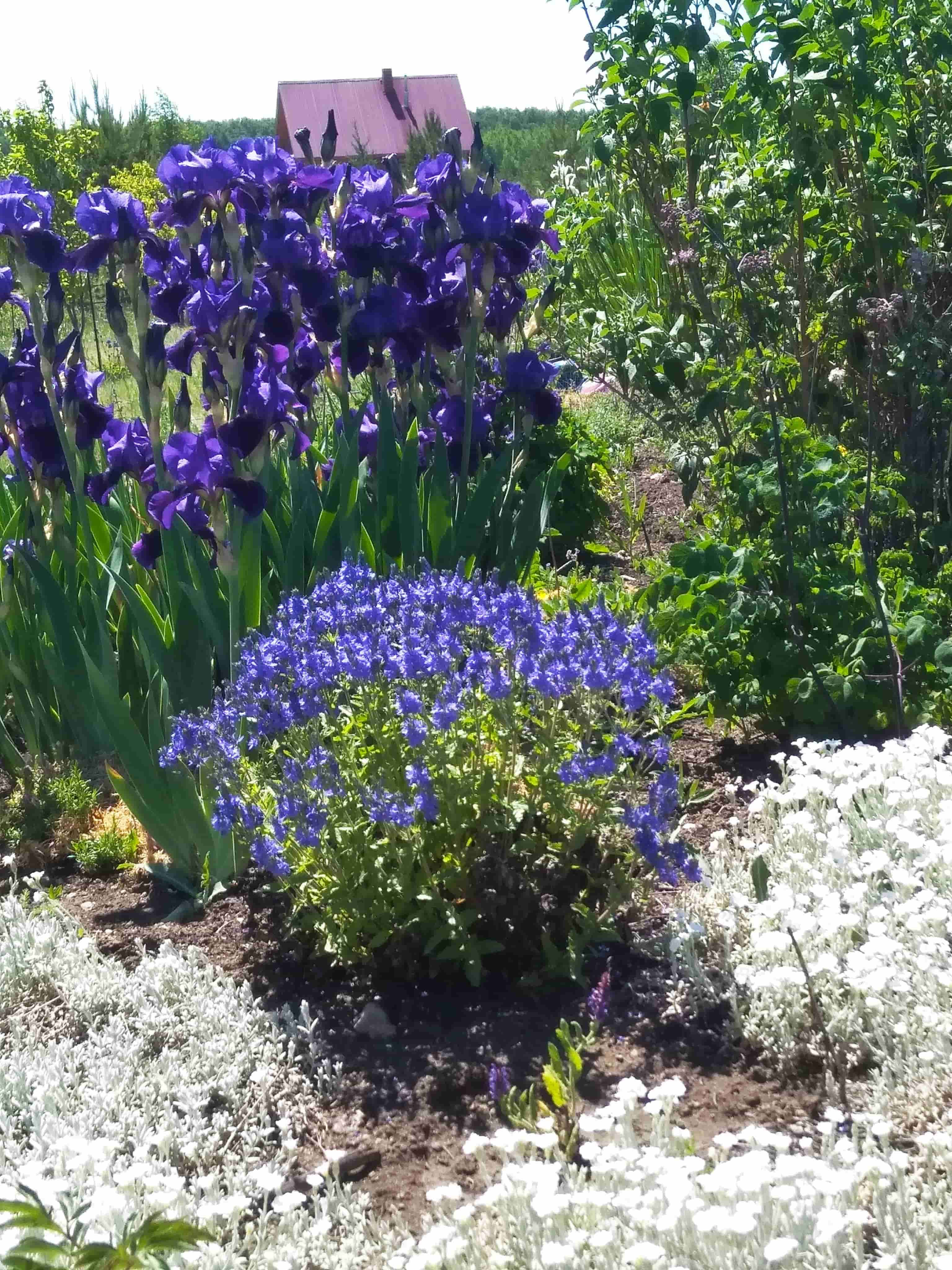 Многолетние цветы