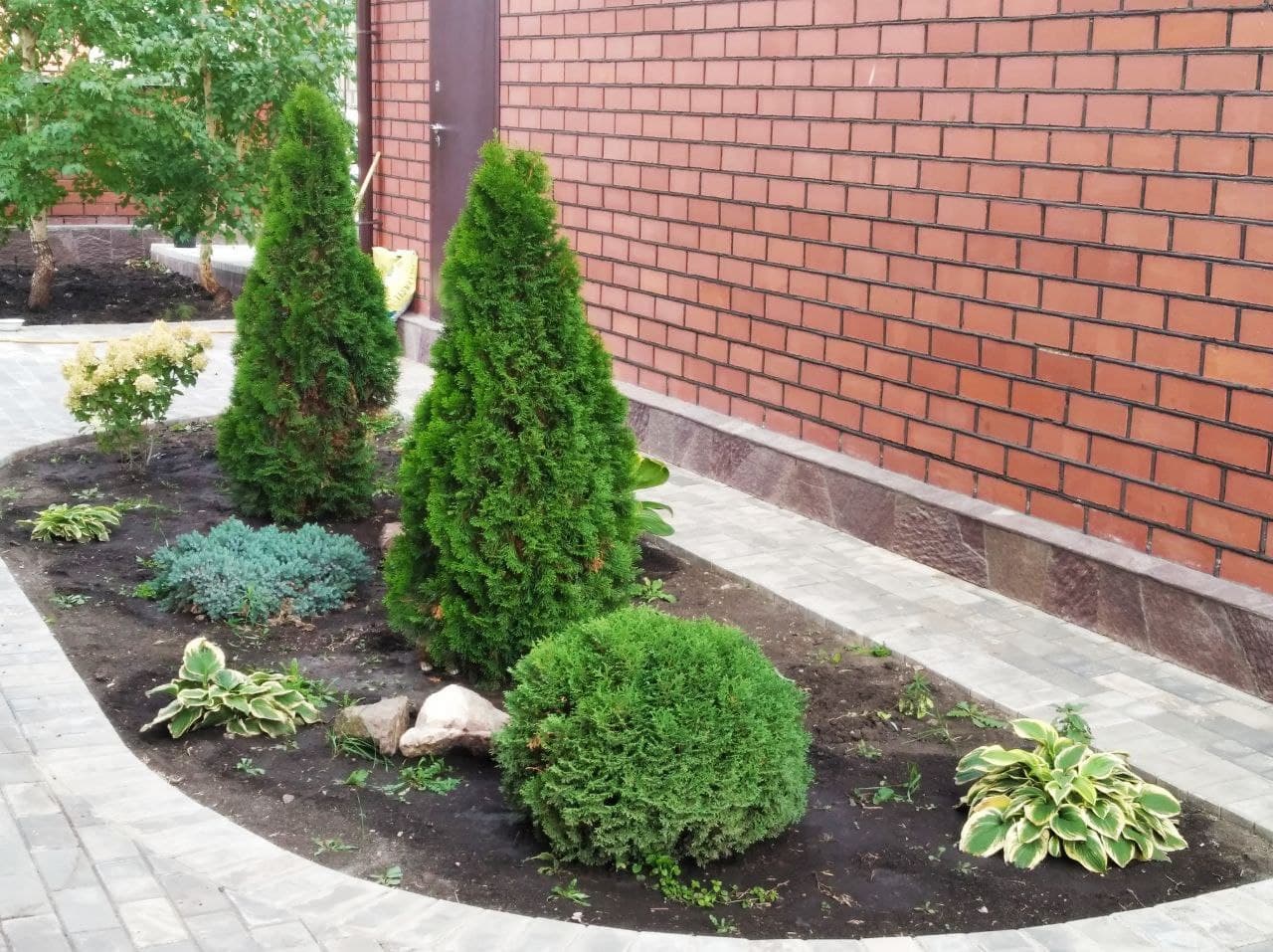 Хвойные деревья и кустарники