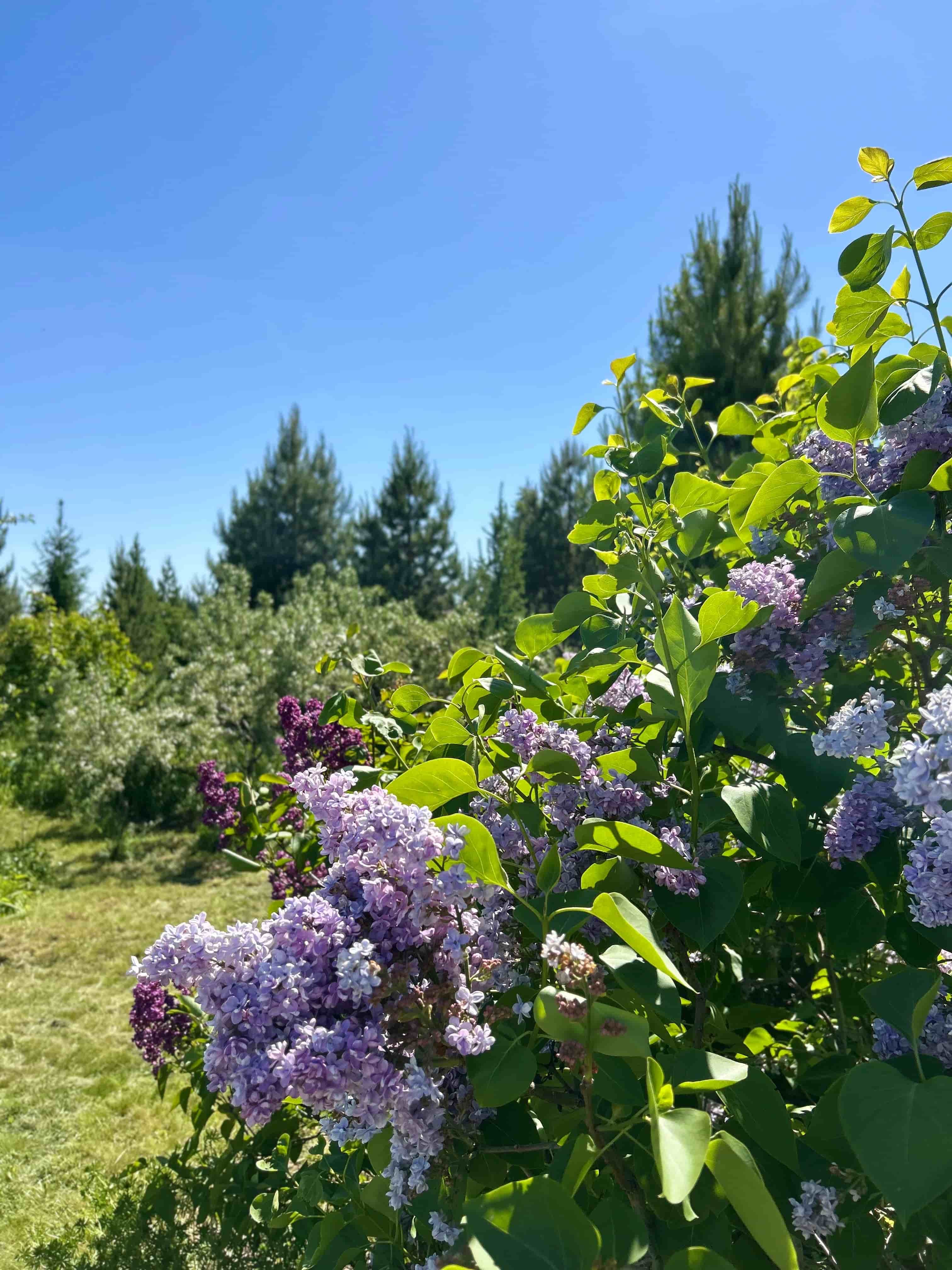 Питомник декоративных растений