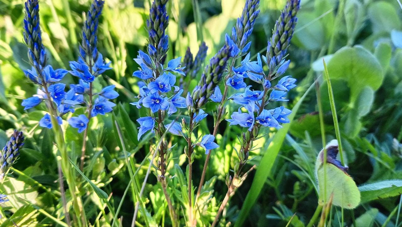 Ландшафтный дизайн 9